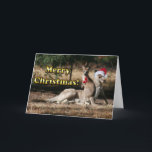 Cartes Pour Fêtes Annuelles Style australien Kangaroos de Noël<br><div class="desc">Cette drôle de photo montre un voeu de Noël australien unique. Mama kangaroo porte un chapeau de Père Noël rouge et blanc, tandis que le bébé Joey porte des cloches de jingle rouge vif autour du cou. Texte dit "Joyeux Noël" et à l'intérieur de la carte est complètement personnalisable pour...</div>
