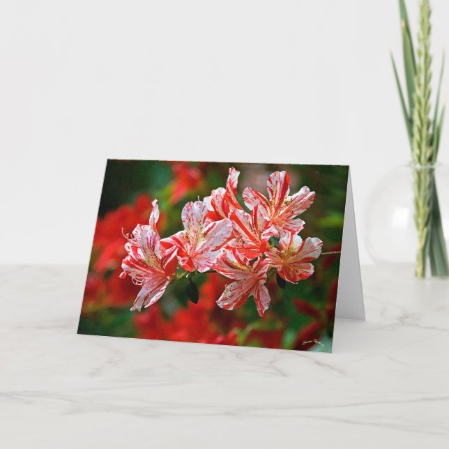 Cartes Pour Fêtes Annuelles Sucres de canne (Devant)