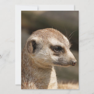Cartes Pour Fêtes Annuelles Suricate 048