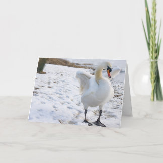 Cartes Pour Fêtes Annuelles Swan