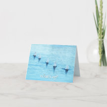 Swans amusants Quoi de neuf Toute occasion vide