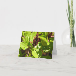 Cartes Pour Fêtes Annuelles Sweetshrub (floridus de Calycanthus)