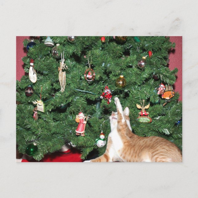 Cartes Pour Fêtes Annuelles Tabby et sapin de Noël (Devant)