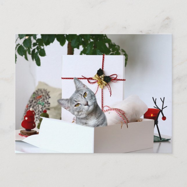 Cartes Pour Fêtes Annuelles Tabby gris Noël (Devant)
