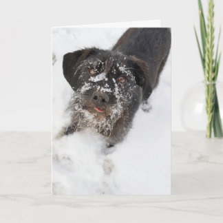 Cartes Pour Fêtes Annuelles Terrier avec Noël neigeux de nez