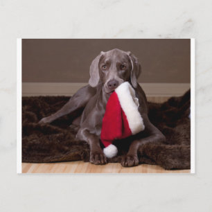 Cartes Pour Fêtes Annuelles Teyla the Weimaraner and Santa Hat