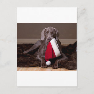 Cartes Pour Fêtes Annuelles Teyla the Weimaraner and Santa Hat