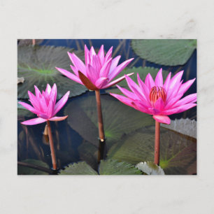 Cartes Pour Fêtes Annuelles Thailand - Sukhothai lotus