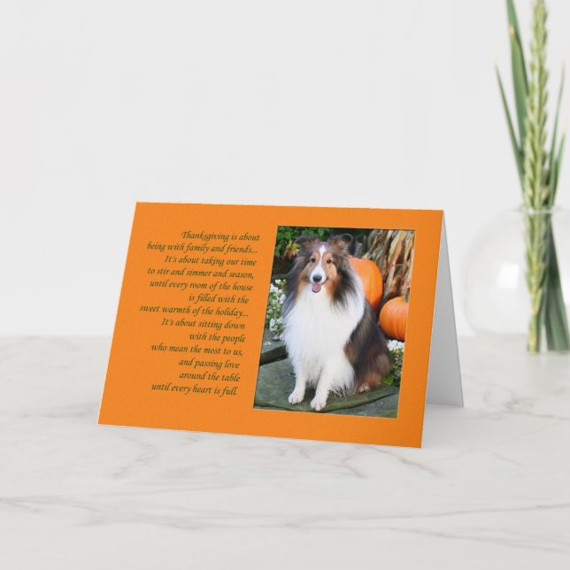 Cartes Pour Fêtes Annuelles Thanksgiving est...Sheltie Card (Devant)