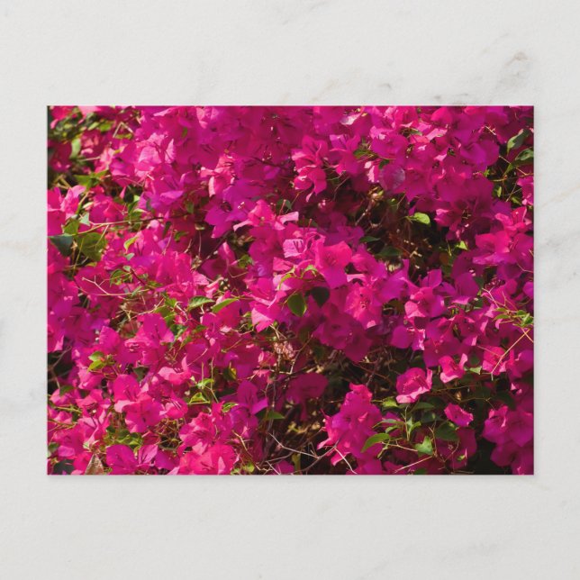 Cartes Pour Fêtes Annuelles The red flowers of Luang Prabang (Devant)