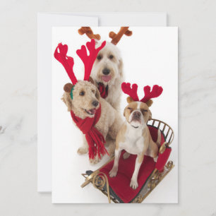 Cartes Pour Fêtes Annuelles Three puppy dogs sitting at Christmas time