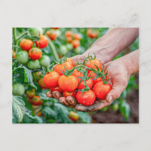 Cartes Pour Fêtes Annuelles Tomates cerises sur les vignes fraîches