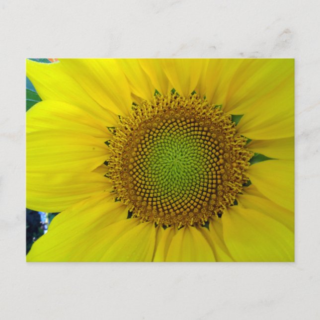 Cartes Pour Fêtes Annuelles Tournesol et graines, Spirale, Ratio doré (Devant)