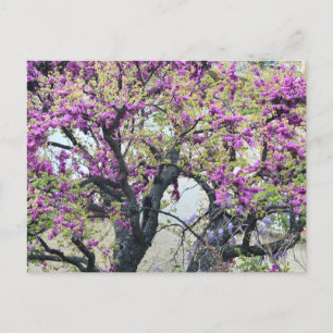 Cartes Pour Fêtes Annuelles Tree in bloom in Provence