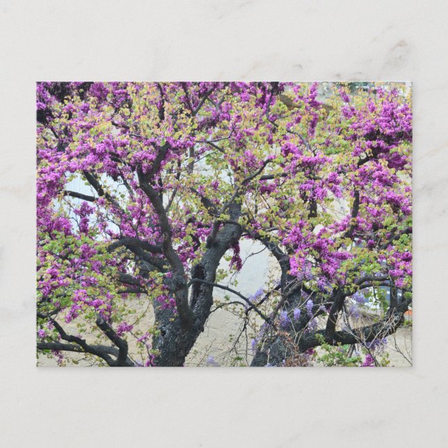 Cartes Pour Fêtes Annuelles Tree in bloom in Provence (Devant)