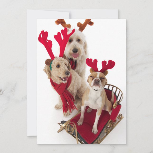 Cartes Pour Fêtes Annuelles Trois chiots se reposant au temps de Noël (Devant)
