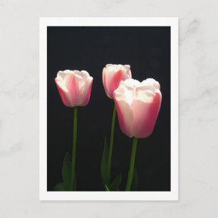 Cartes Pour Fêtes Annuelles Trois fleurs de tulipe roses. Noël, fêtes.