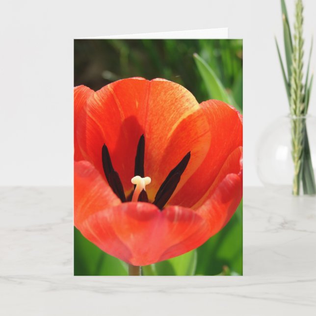 Cartes Pour Fêtes Annuelles Tulip Pâques (Devant)