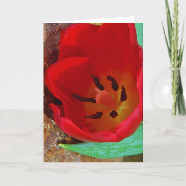 Cartes Pour Fêtes Annuelles Tulipe jaune printemps et rouge (Devant)