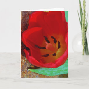 Cartes Pour Fêtes Annuelles Tulipe jaune printemps et rouge