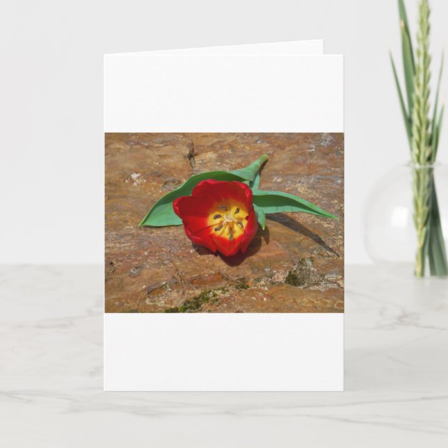 Cartes Pour Fêtes Annuelles Tulipe rouge du printemps (Devant)