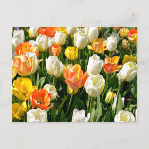 Cartes Pour Fêtes Annuelles Tulipes multicolores dans le jardin
