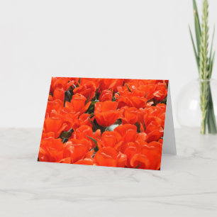 Cartes Pour Fêtes Annuelles Tulipes orange géantes