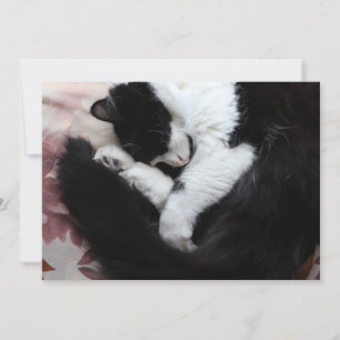 Cartes Pour Fêtes Annuelles Tuxedo Chat Kitty Chats Noir et Blanc Catalogue