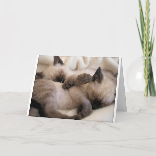 Cartes Pour Fêtes Annuelles Twins Pet Cat Cute Siamese Kitten (Devant)