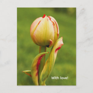 Cartes Pour Fêtes Annuelles Un bourgeon de tulipe