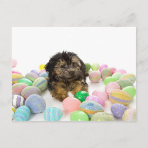 Cartes Pour Fêtes Annuelles Un chiot de Yorkie-poo et oeufs de pâques