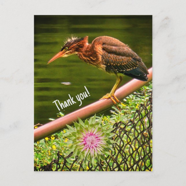 Cartes Pour Fêtes Annuelles Un héron vert (Devant)