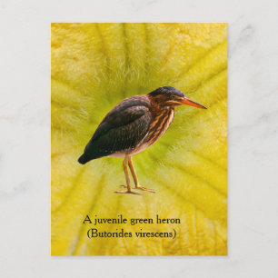 Cartes Pour Fêtes Annuelles Un jeune Héron vert (Butorides virescens)