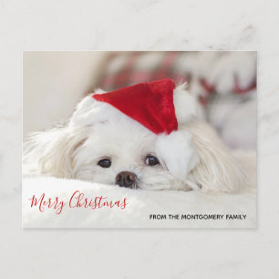 Cartes Pour Fêtes Annuelles Un mignon chien blanc dans un Casquette de Noël ro