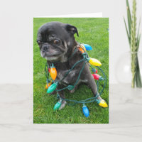 Un Noël sans griffes