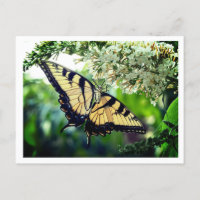 Un papillon aux ailes jaunes et noires