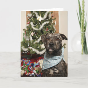 Cartes Pour Fêtes Annuelles Un pitbull posant pour un portrait de Noël