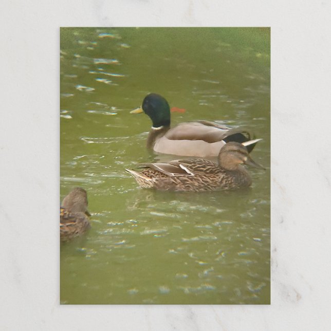 Cartes Pour Fêtes Annuelles Un radeau de canards dans l'étang Taylor Michigan  (Créateur téléchargé)