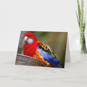 Cartes Pour Fêtes Annuelles Un Rosella oriental effronté et coloré