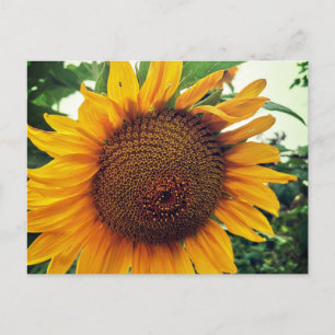 Cartes Pour Fêtes Annuelles Un tournesol dans le jardin