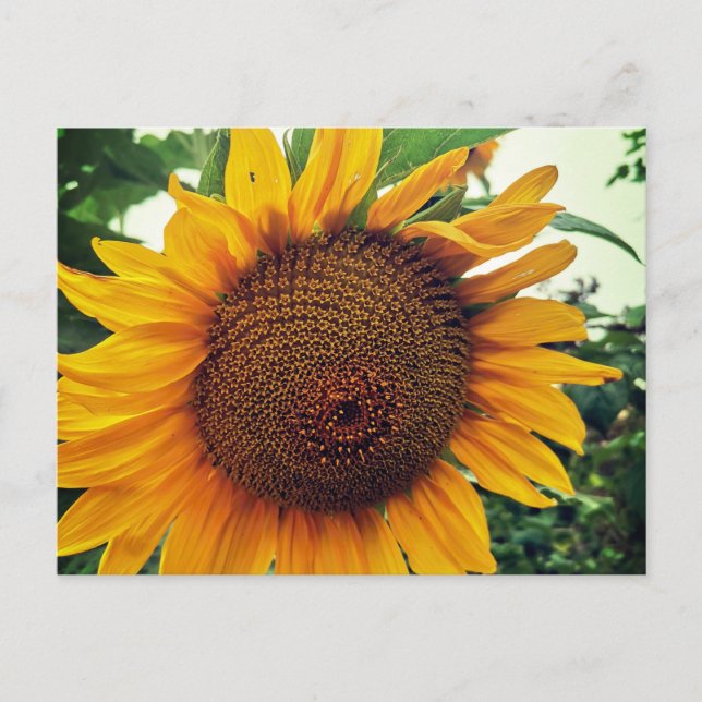 Cartes Pour Fêtes Annuelles Un tournesol dans le jardin (Devant)