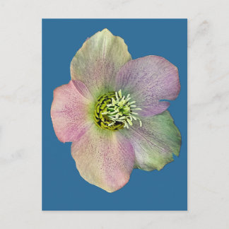 Cartes Pour Fêtes Annuelles Une fleur