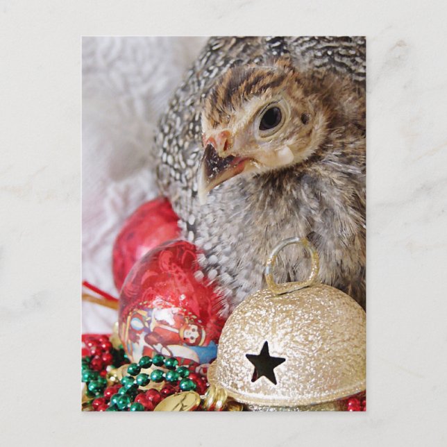 Cartes Pour Fêtes Annuelles Une Guinée de Noël (Devant)