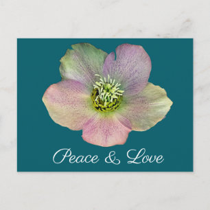 Cartes Pour Fêtes Annuelles Une hellébore, une rose de carême