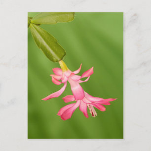 Cartes Pour Fêtes Annuelles USA, Colorado, Lafayette. Christmas cactus