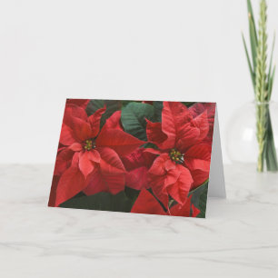 Cartes Pour Fêtes Annuelles USA, WA, Red Poinsettia Detail (Euphorbia)