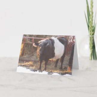 Cartes Pour Fêtes Annuelles Vache galloway à ceinture gelée
