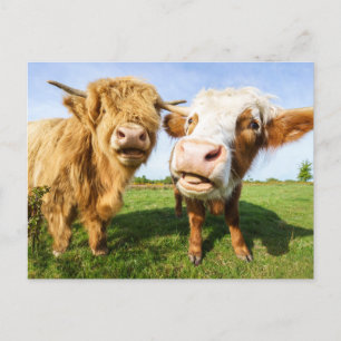 Cartes Pour Fêtes Annuelles Vaches amusantes des Highlands