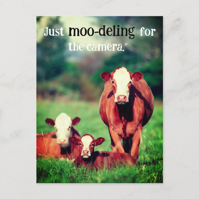 Cartes Pour Fêtes Annuelles Vaches en pâturage (Devant)