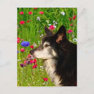 Cartes Pour Fêtes Annuelles Valentine Frontière Collie avec de belles fleurs